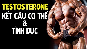 Tổng quan về Testosterone - Kết cấu cơ thể và tình dục -THOL