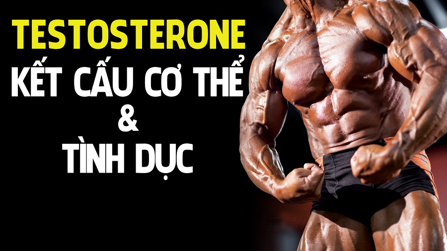 Tổng quan về Hormone Testosterone - Kết cấu cơ thể và tình dục - THOL