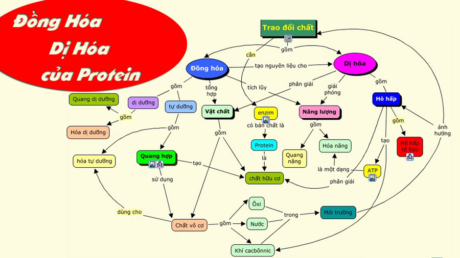 [TTGM] Thế nào là Đồng hóa, Dị hóa? Nhận thức vai trò protein