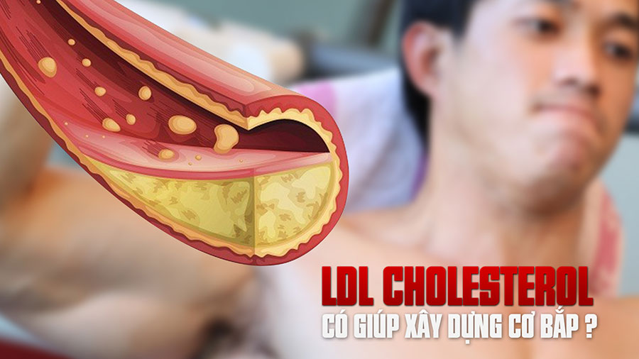 [TTGM] Liệu LDL Cholesterol có giúp xây dựng cơ bắp?