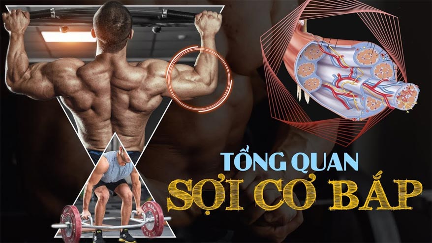 Cơ bắp trắng và cơ bắp đỏ và những điều cần biết - THOL