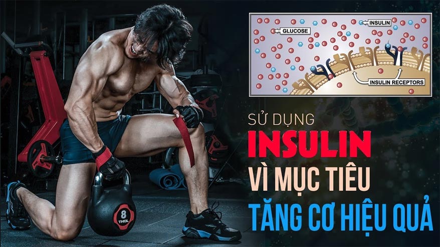 Insulin đối với sự phát triển cơ bắp, tăng cơ giảm mỡ - THOL