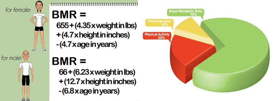 Công thức tính BMR cho nam & nữ - THOL