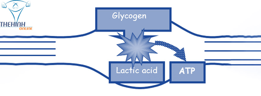 Hệ thống axit lactic Glycogen - THOL