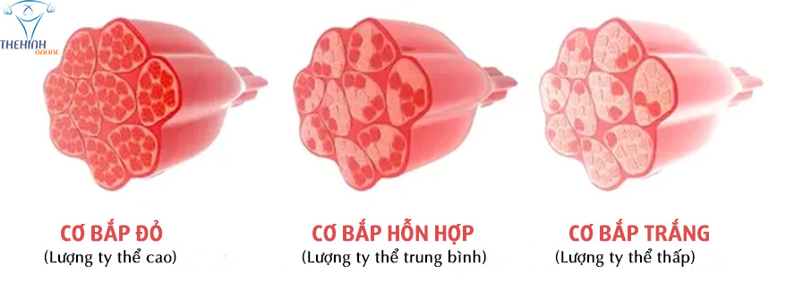 Phân loại cơ bắp trong cơ thể - THOL