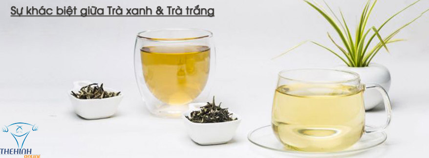 Sự khác biệt giữa trà trắng & trà xanh - THOL